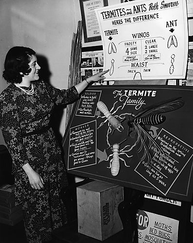 What's the Difference between an Ant and a Termite