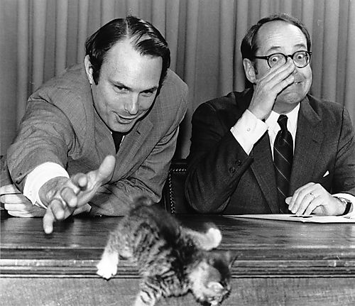 Kitten falling off the table at the Be Kind to Animals Week Proclamation signing