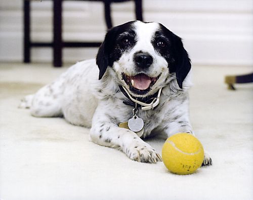 Charlie, beloved first dog of Pennsylvania, with his tennis ball