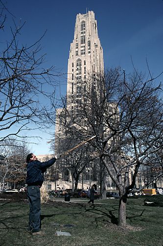 View of the Cathedral of Learning