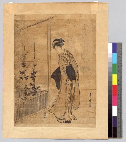A woman examines chrysanthemums (菊を見る女)