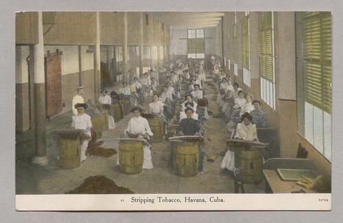 Stripping Tobacco, Havana, Cuba