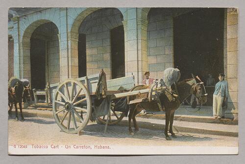 Tobacco Cart, Un Carreton, Habana