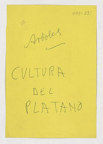 "Arboles: Cultura del plátano"