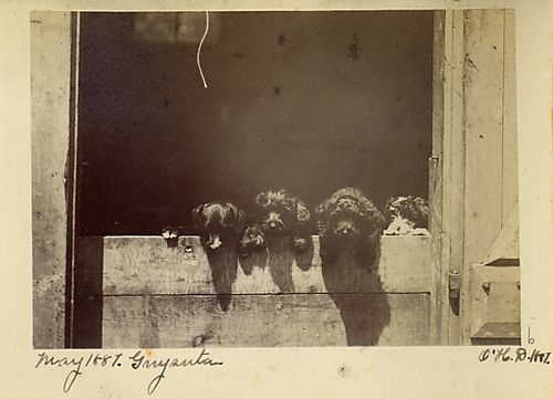 Guard Dogs