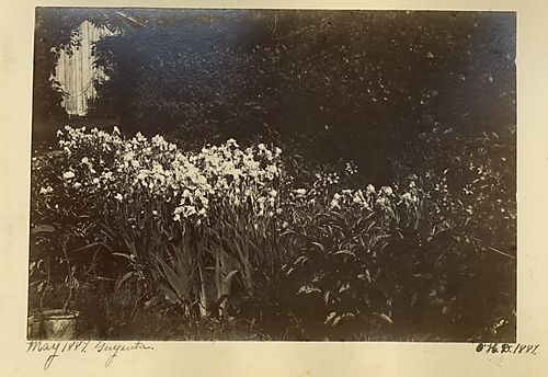 Flower Garden