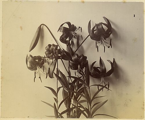 Full Bloom