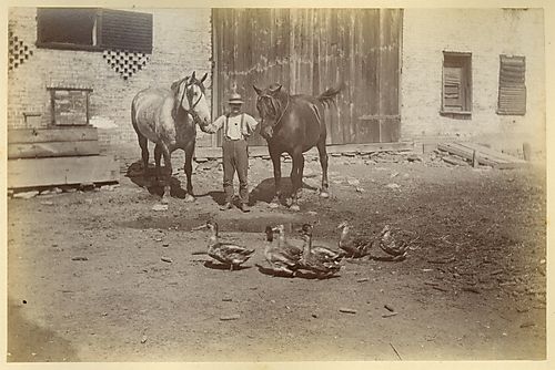 Farm Animals