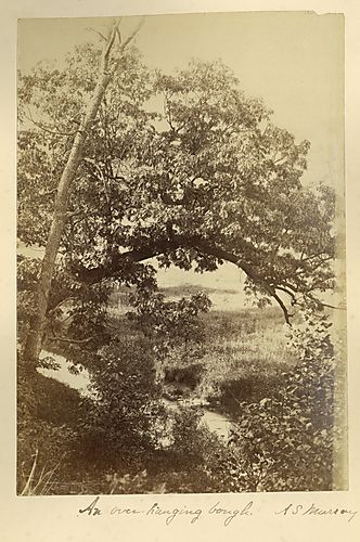An Over-Hanging Bough