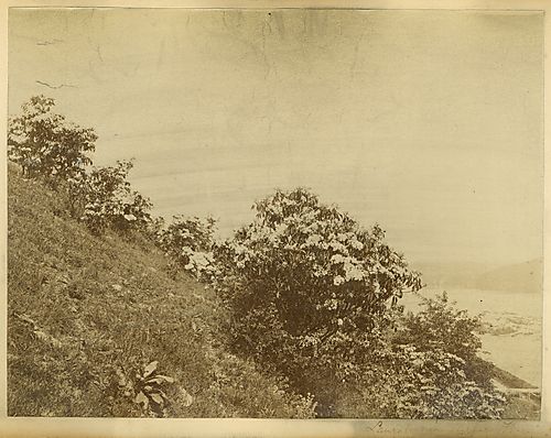 Laurel near Harpers Ferry