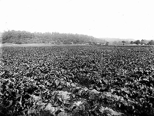 Ross Farm