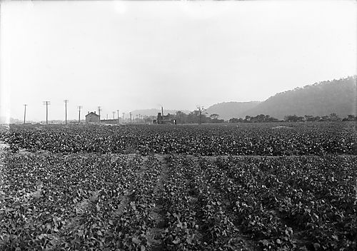 Kraut factory