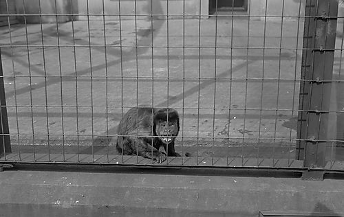 Pittsburgh Zoo -- Jocko the Monkey