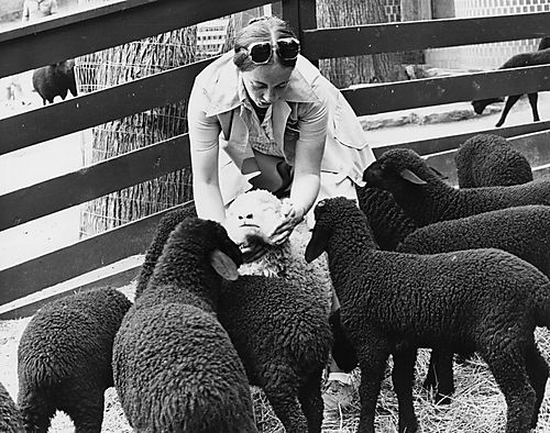 Black Sheep