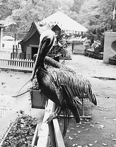 Pelican at the Zoo