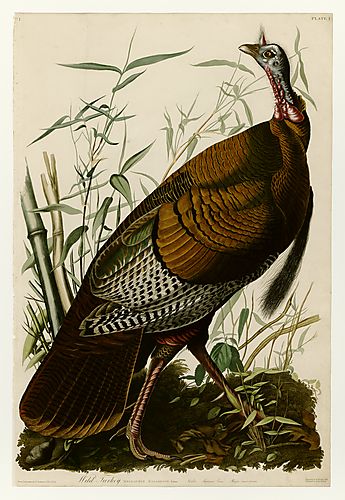 Wild Turkey