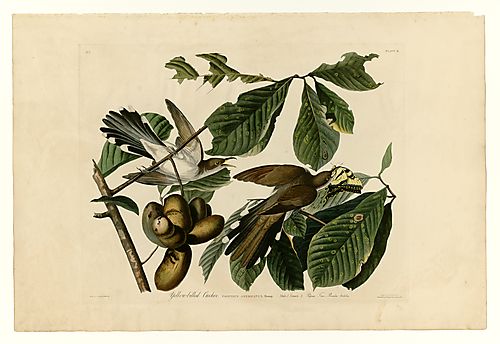 Yellow-billed Cuckoo