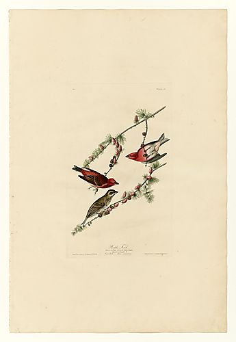 Purple Finch