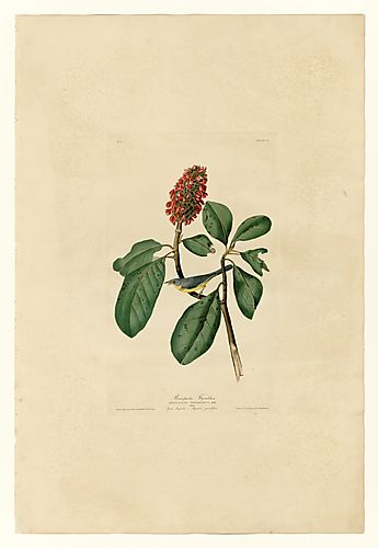 Canada Warbler