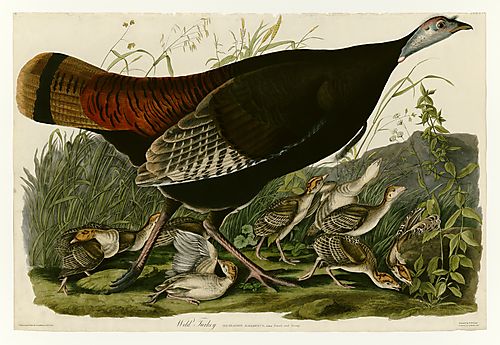 Wild Turkey
