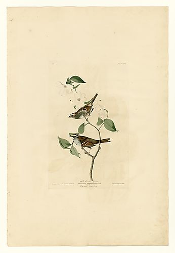 White Throated Sparrow