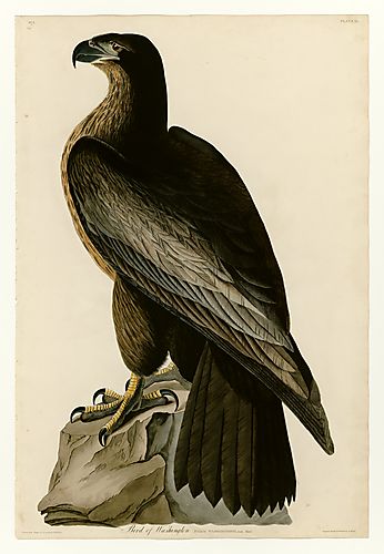 Bald Eagle