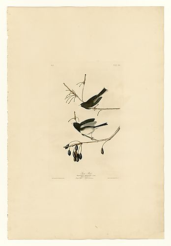 Dark-eyed Junco