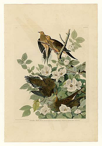 Mourning Dove