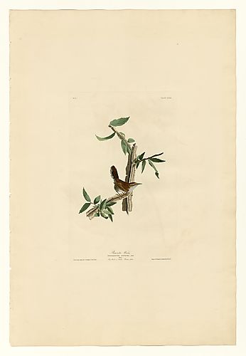 Bewick's Wren