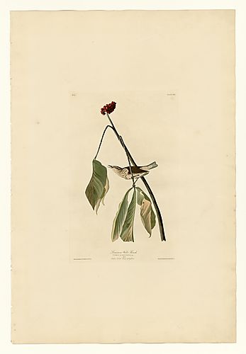 Louisiana Water Thrush