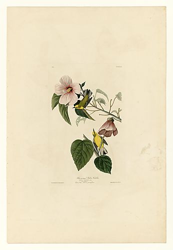 Blue-winged Warbler