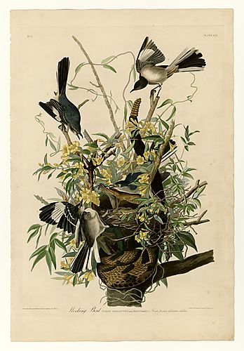 Northern Mockingbird