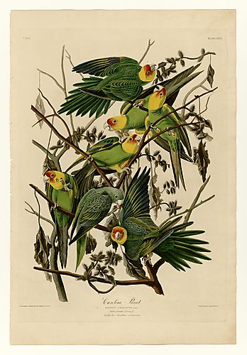 Carolina Parakeet
