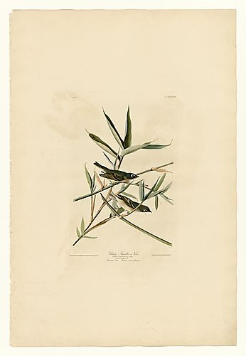 Blue-headed Vireo