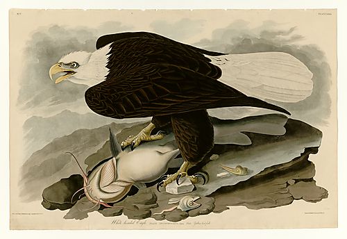 Bald Eagle