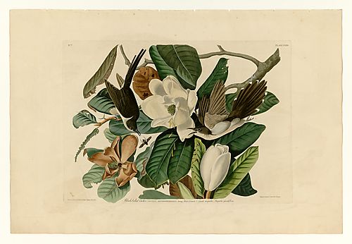 Black-billed Cuckoo