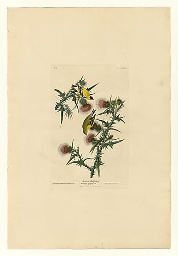American Goldfinch