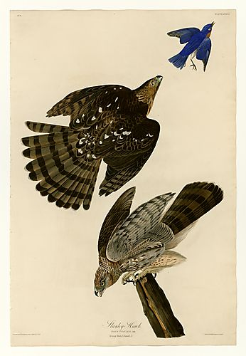 Cooper's Hawk