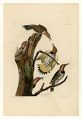 Northern Flicker