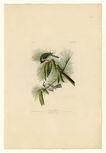 Tufted Titmouse
