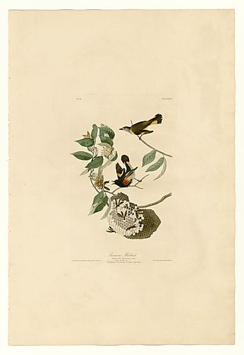 American Redstart