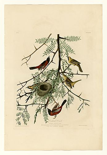 Orchard Oriole