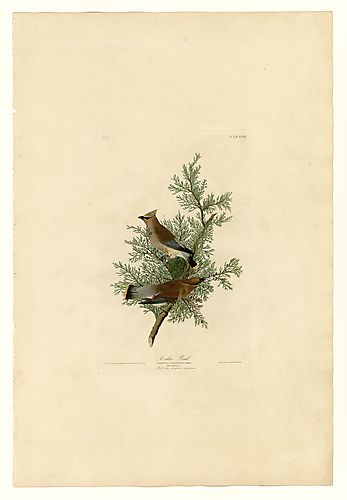 Cedar Waxwing