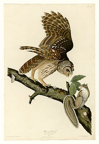 Barred Owl