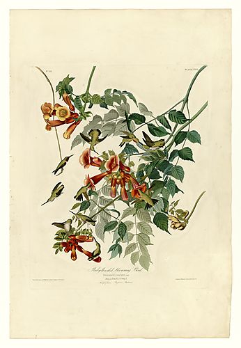 Ruby-throated Humming Bird