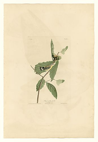 Magnolia Warbler