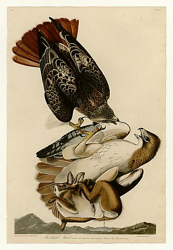 Red-tailed Hawk