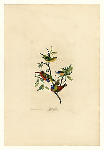 Painted Bunting