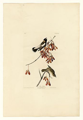 Bobolink