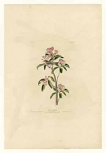 Cuvier's Kinglet